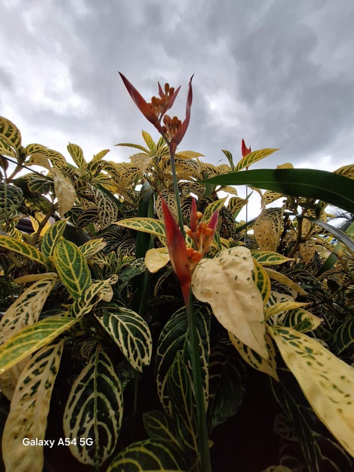 Iris Arenal Hotel La Fortuna Zewnętrze zdjęcie